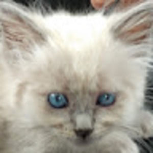 Meet your Posher, Kyle